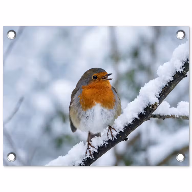 Roodborstje - Tak - Sneeuw - Winter - Levendig tuinposter los doek klein -3d