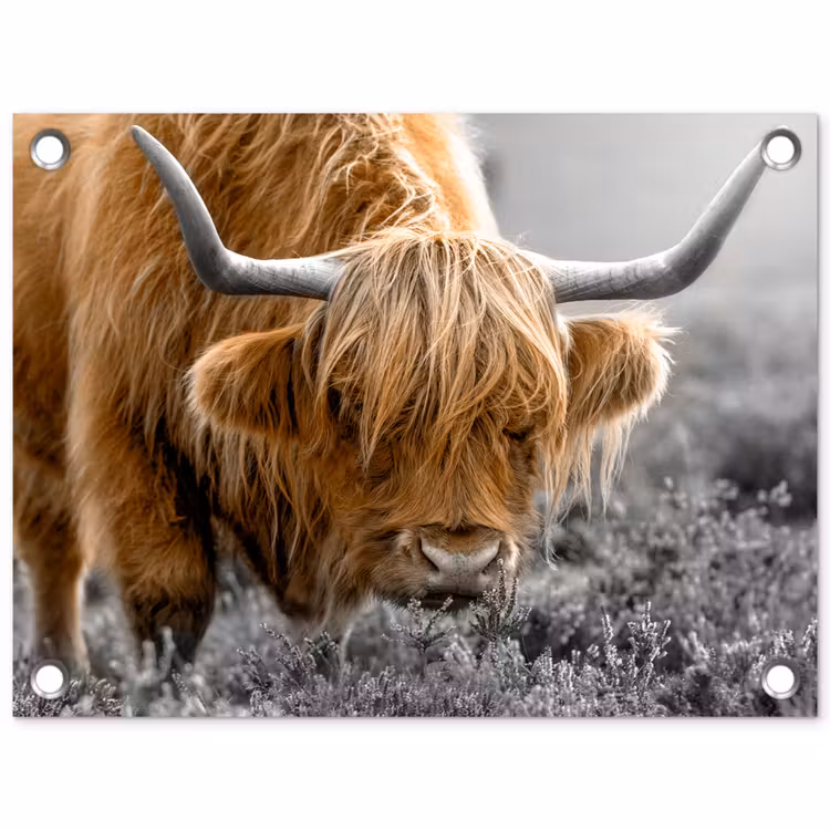 Schotse Hooglander - Dieren - Bruin - Koe - Zwart - Wit - Natuur tuinposter los doek klein -3d