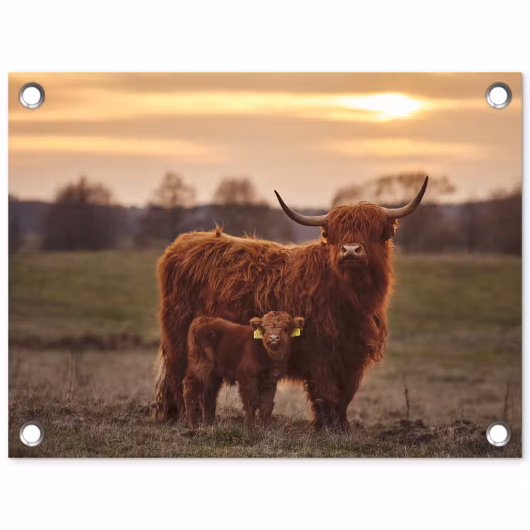 Schotse hooglander - Dieren - Landschap - Zonsondergang - Koe tuinposter los doek klein -3d