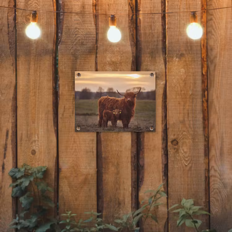Schotse hooglander - Dieren - Landschap - Zonsondergang - Koe tuinposter los doek klein -sfeer1