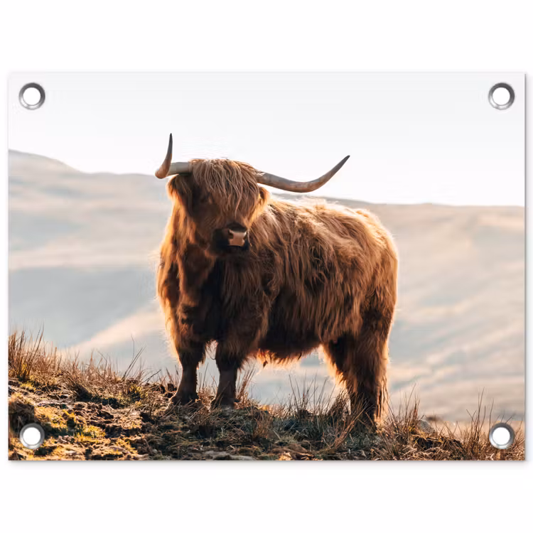 Schotse hooglander - Dieren - Landelijk - Landschap - Koe - Natuur tuinposter los doek klein -3d