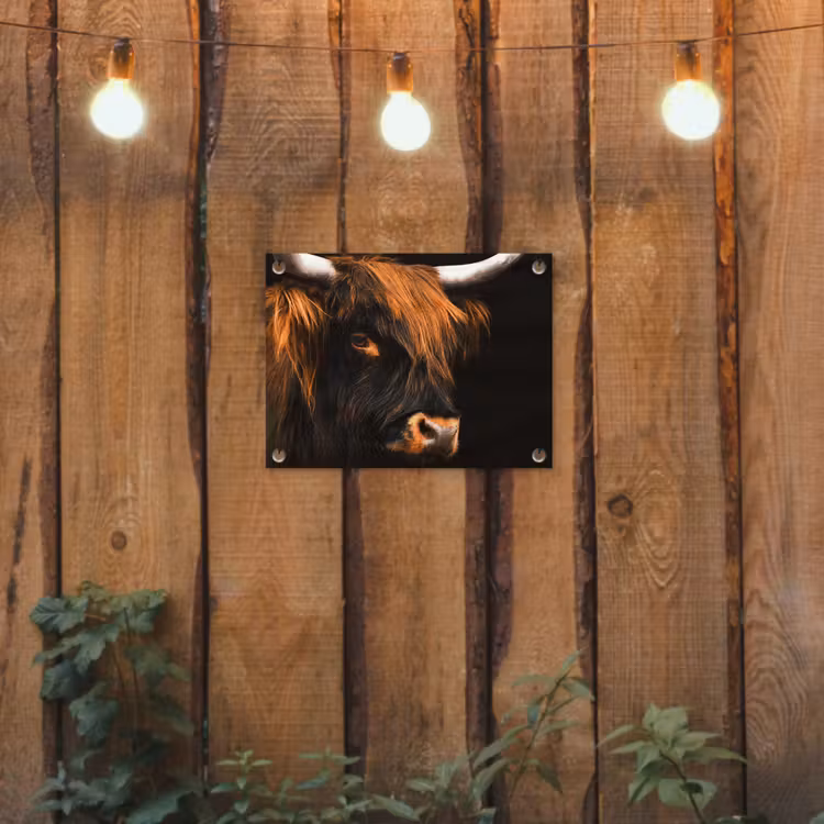 Schotse hooglander - Zwart - Koe - Hoorn - Dieren tuinposter los doek klein -sfeer1