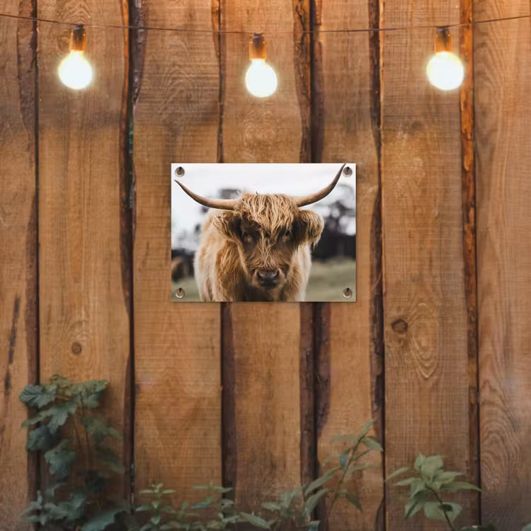 Schotse Hooglander -  Koe - Gras - Dieren - Natuur tuinposter los doek klein -sfeer1