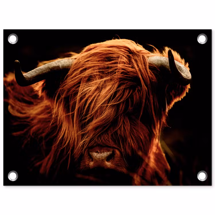 Schotse hooglander - Koe - Hoorns - Portret - Dieren tuinposter los doek klein -3d