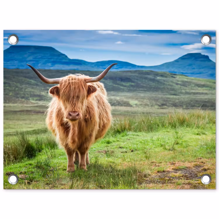 Schotse hooglander - Koe - Natuur - Berg - Gras tuinposter los doek klein -3d