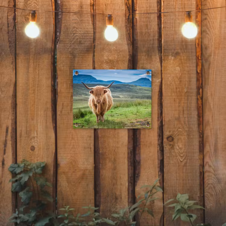 Schotse hooglander - Koe - Natuur - Berg - Gras tuinposter los doek klein -sfeer1