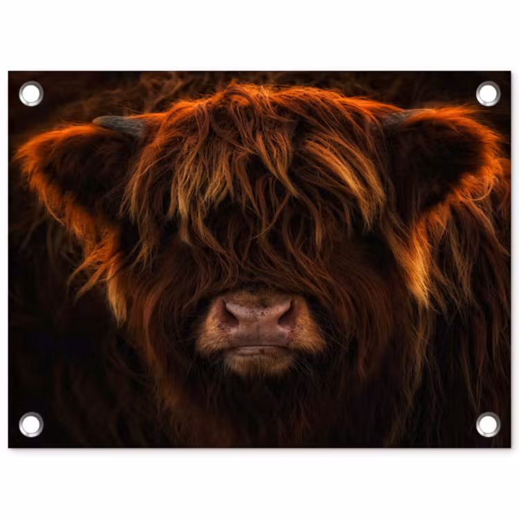 Schotse Hooglander - Koe - Portret - Dieren tuinposter los doek klein -3d