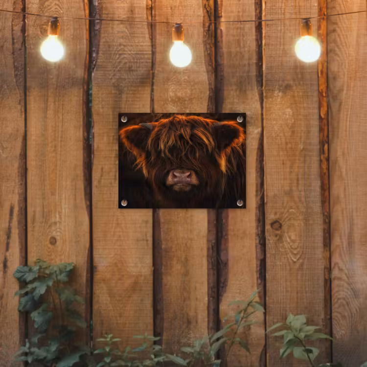 Schotse Hooglander - Koe - Portret - Dieren tuinposter los doek klein -sfeer1