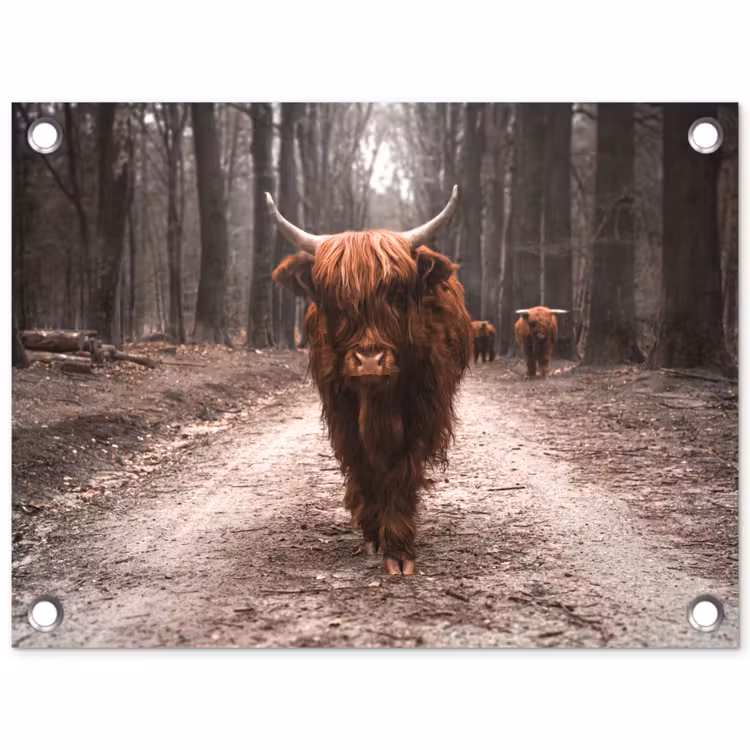 Schotse hooglander - Bos - Koe - Dieren - Natuur tuinposter los doek klein -3d