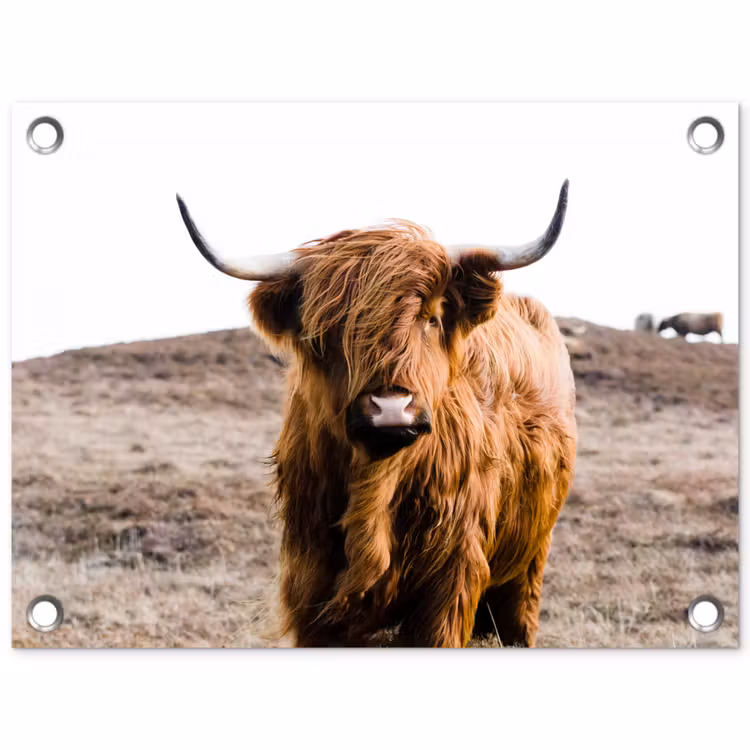 Schotse hooglander - Landschap - Koe - Bruin - Dieren - Natuur tuinposter los doek klein -3d