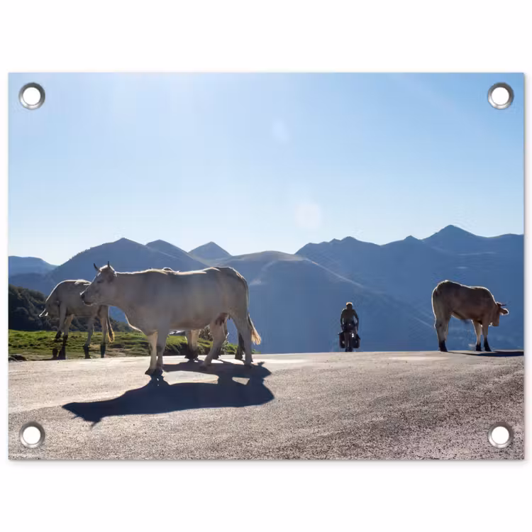 Schotse hooglander - Licht - Berg - Natuur tuinposter los doek klein -3d