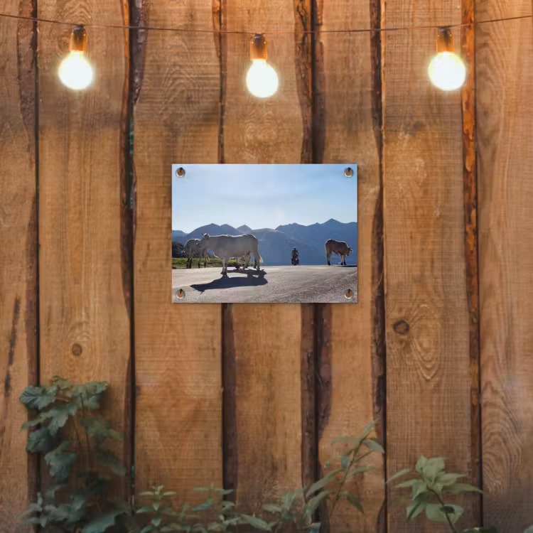 Schotse hooglander - Licht - Berg - Natuur tuinposter los doek klein -sfeer1