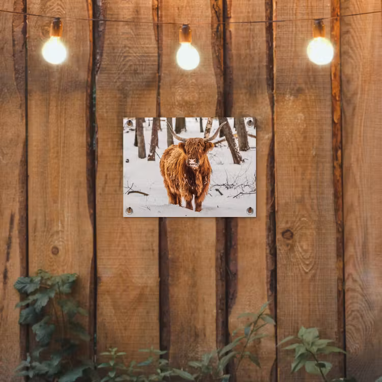 Schotse Hooglander - Sneeuw - Winter - Natuur - Dieren tuinposter los doek klein -sfeer1