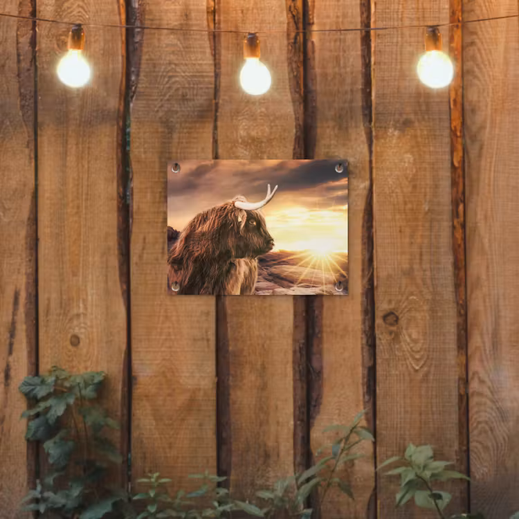 Schotse hooglander - Zon - Horizon - Koe - Dieren tuinposter los doek klein -sfeer1