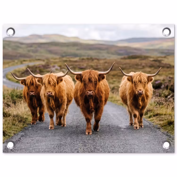 Schotse Hooglanders - Weg - Landschap - Kudde tuinposter los doek klein -3d