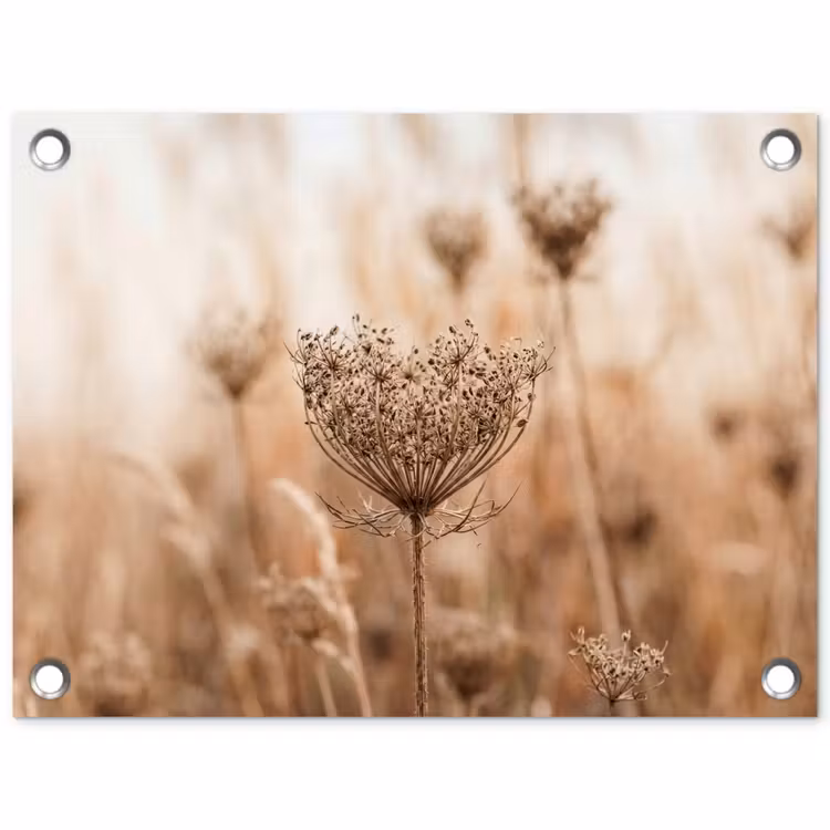 Schermbloem - Droogbloem - Winter - Beige - Minimalistisch tuinposter los doek klein -3d