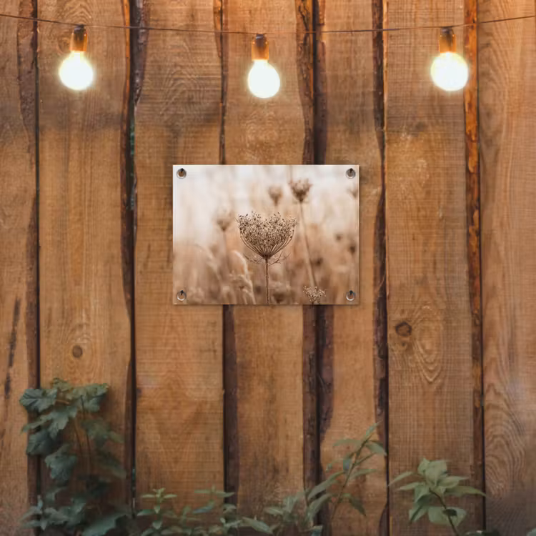 Schermbloem - Droogbloem - Winter - Beige - Minimalistisch tuinposter los doek klein -sfeer1