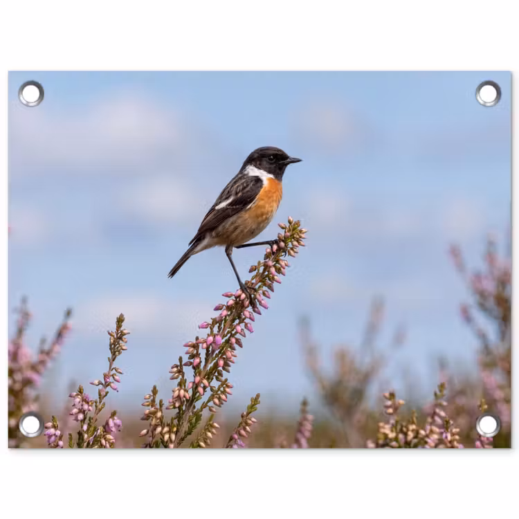 Roodborsttapuit - Heide - Paars - Natuur - Sfeervol tuinposter los doek klein -3d