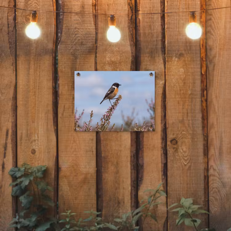 Roodborsttapuit - Heide - Paars - Natuur - Sfeervol tuinposter los doek klein -sfeer1