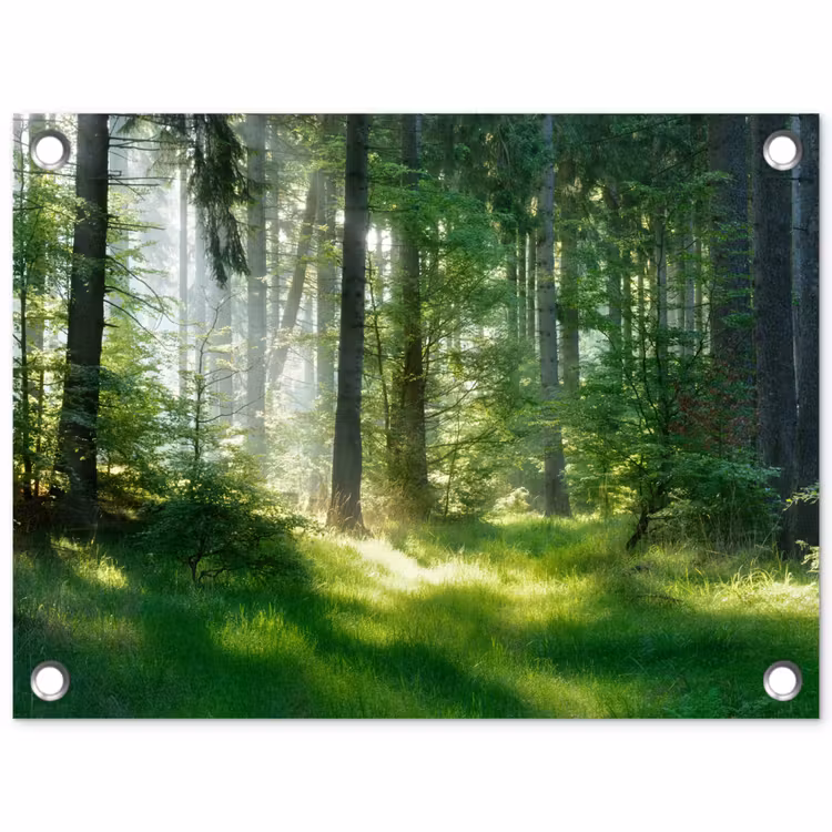 Zonnestralen in een groen bos tuinposter los doek klein -3d