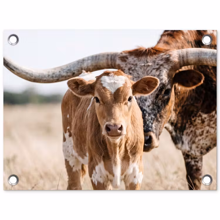 Texas Longhorn - Kalf - Weide - Dieren tuinposter los doek klein -3d