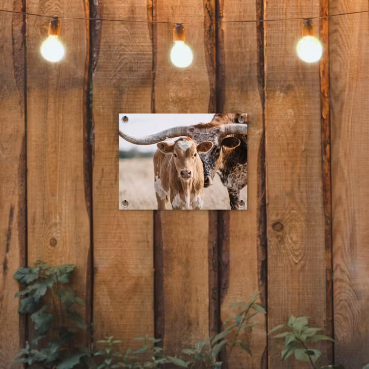 Texas Longhorn - Kalf - Weide - Dieren tuinposter los doek klein -sfeer1