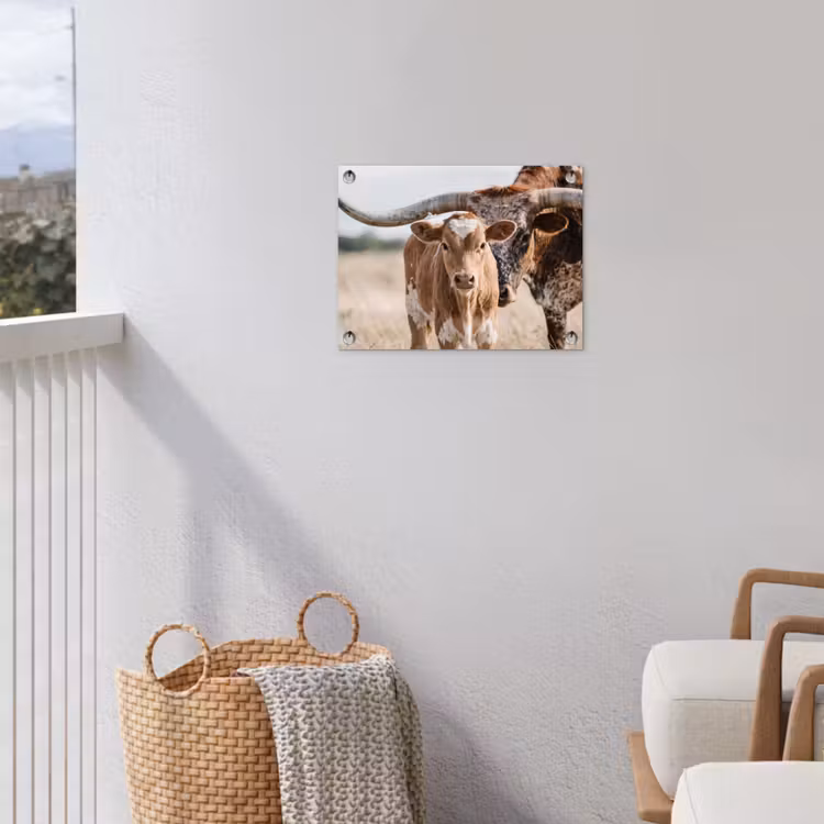 Texas Longhorn - Kalf - Weide - Dieren tuinposter los doek klein -sfeer8