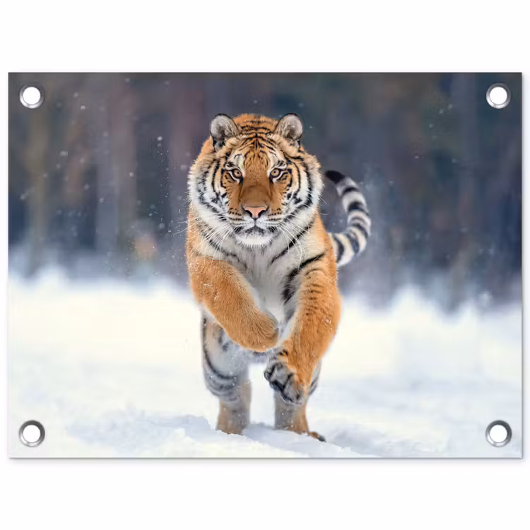 Tijger rennend door de sneeuw tuinposter los doek klein -3d