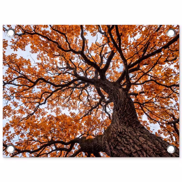 Boom - Bladerdak - Herfst - Oranje - Sfeervol tuinposter los doek klein -3d