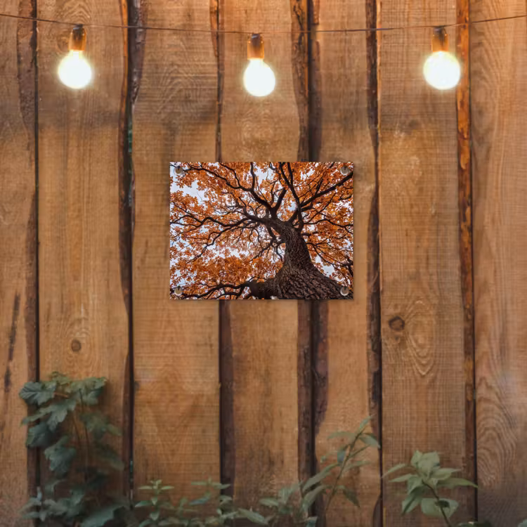 Boom - Bladerdak - Herfst - Oranje - Sfeervol tuinposter los doek klein -sfeer1