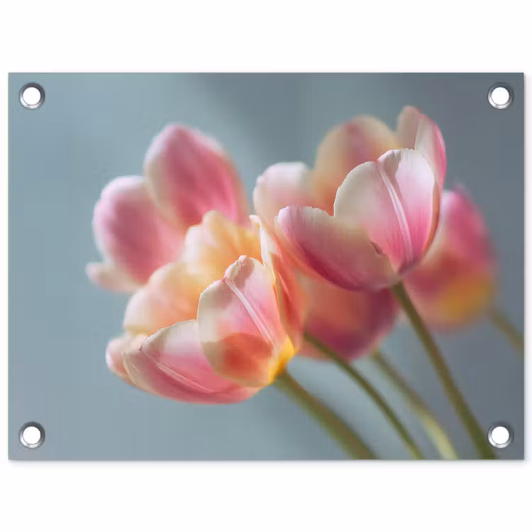 Tulpen - Roze - Stelen tuinposter los doek klein -3d