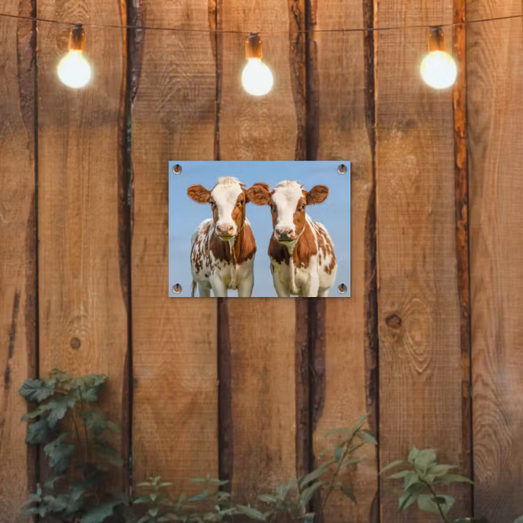 Twee kalveren in de weide tuinposter los doek klein -sfeer1