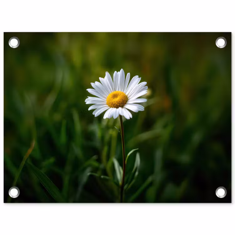 Wit - Madeliefje - Bloem - Gras tuinposter los doek klein -3d