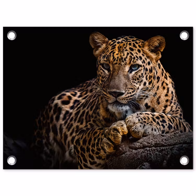 Wilde dieren - Panter - Portret - Zwart - Dieren tuinposter los doek klein -3d