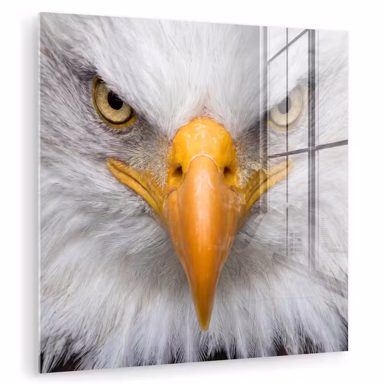 Amerikaans - Zeearend - Portret - Geel plexiglas 5mm klein -zzzproduct_nieuw