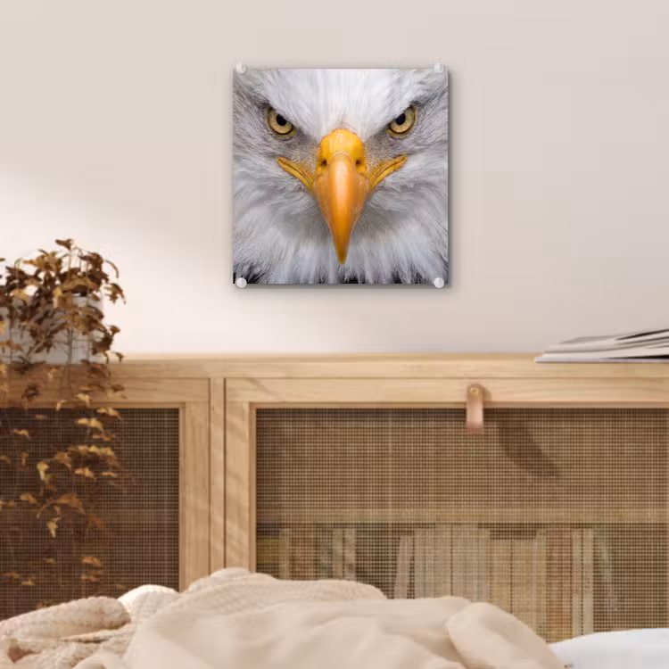 Amerikaans - Zeearend - Portret - Geel plexiglas 5mm klein -sfeer4