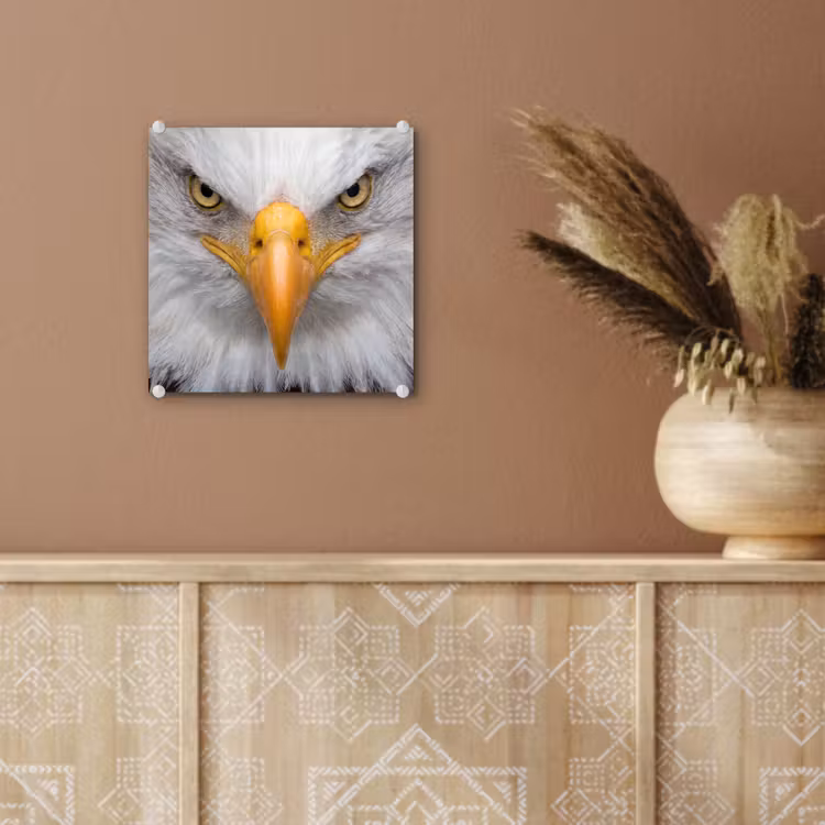 Amerikaans - Zeearend - Portret - Geel plexiglas 5mm klein -sfeer5