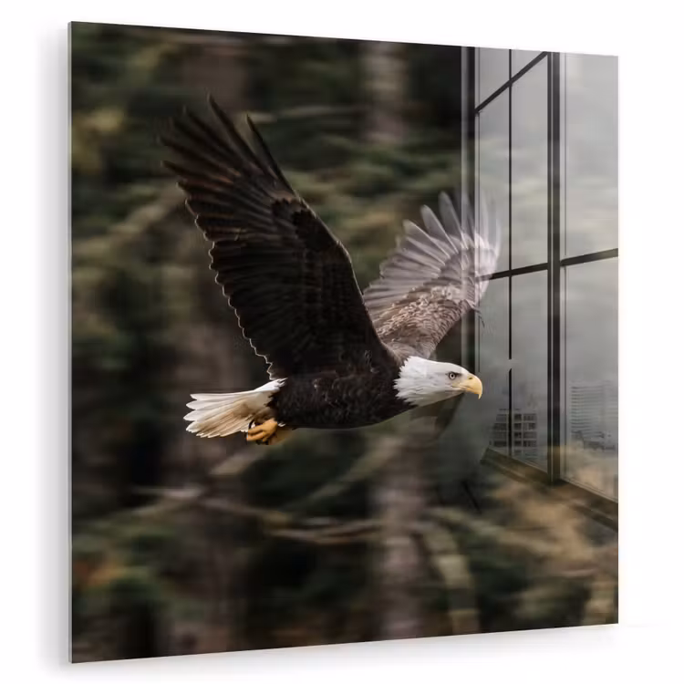 Zeearend - Vliegen - Bos - Natuur plexiglas 5mm klein -zzzproduct_nieuw