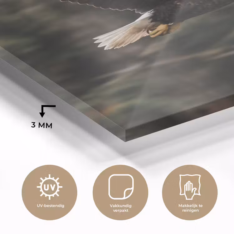Zeearend - Vliegen - Bos - Natuur plexiglas 5mm klein -sfeer2
