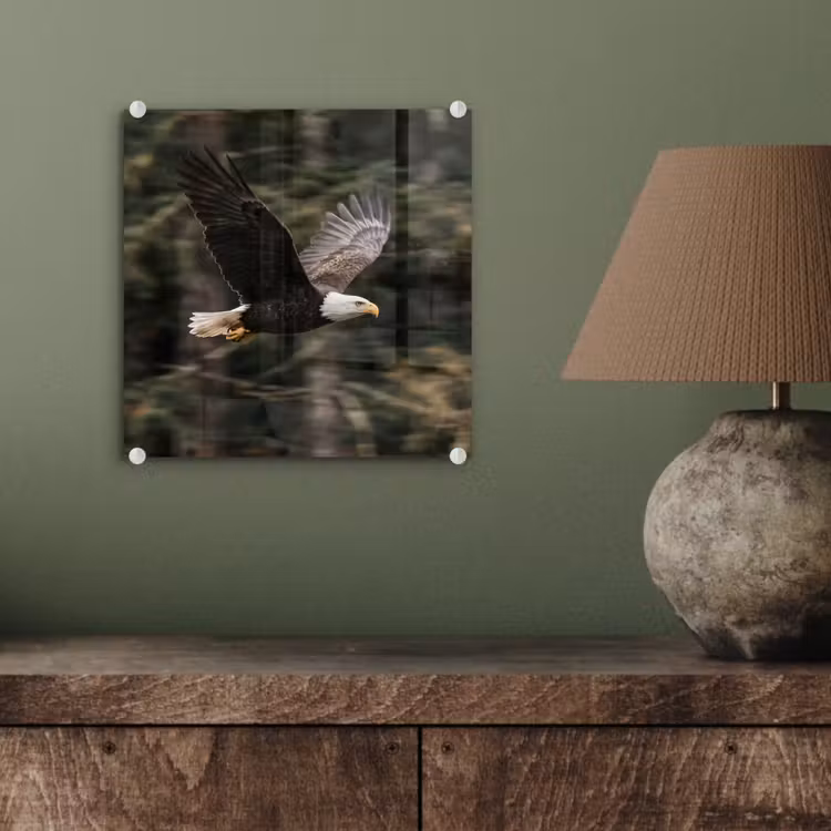 Zeearend - Vliegen - Bos - Natuur plexiglas 5mm klein -sfeer3