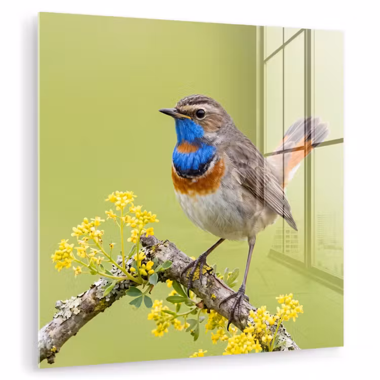 Vogel - Tak - Natuur - Kleurrijk plexiglas 5mm klein -zzzproduct_nieuw
