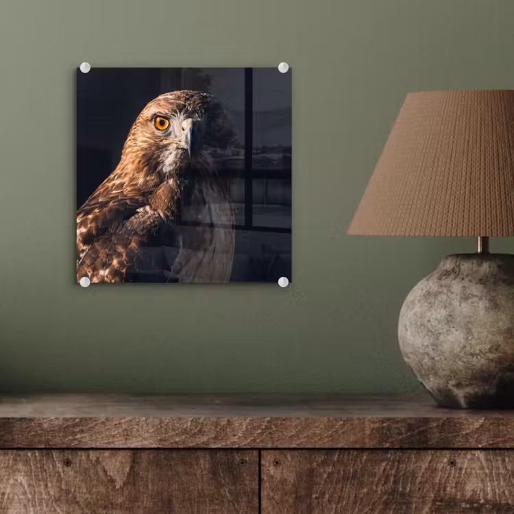 Roofvogel - Buizerd - Bruin plexiglas 5mm klein -sfeer3