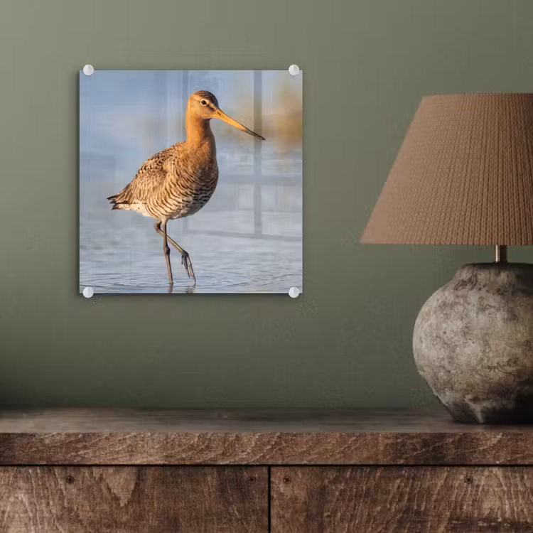 Vogel - Steltloper - Water - Natuur plexiglas 5mm klein -sfeer3