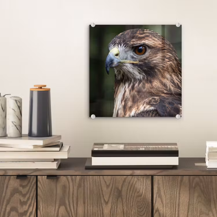Buizerd - Roofvogel - Natuur - Bruin plexiglas 5mm klein -sfeer1