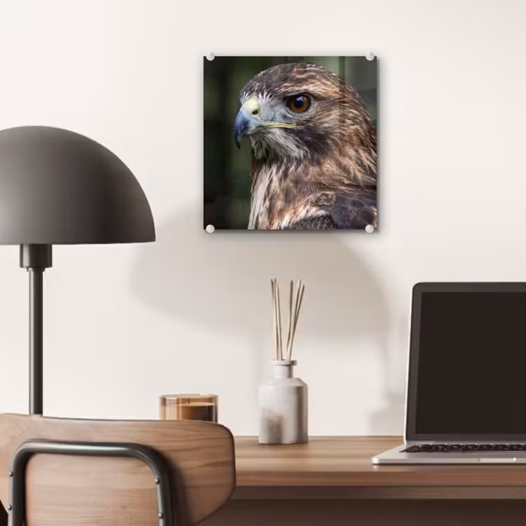 Buizerd - Roofvogel - Natuur - Bruin plexiglas 5mm klein -sfeer6
