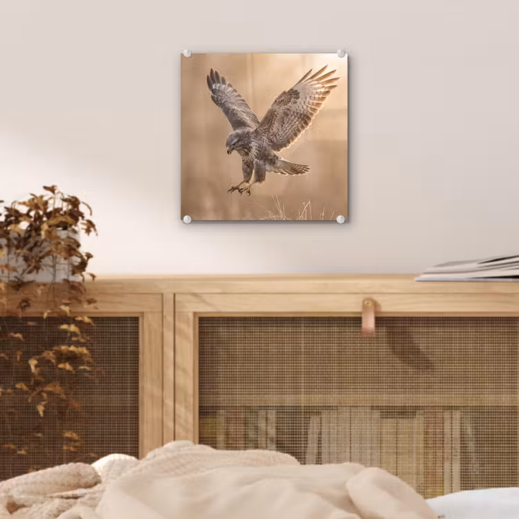 Buizerd - Roofvogel - Natuur - Bruin plexiglas 5mm klein -sfeer4