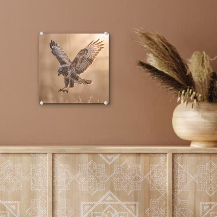 Buizerd - Roofvogel - Natuur - Bruin plexiglas 5mm klein -sfeer5