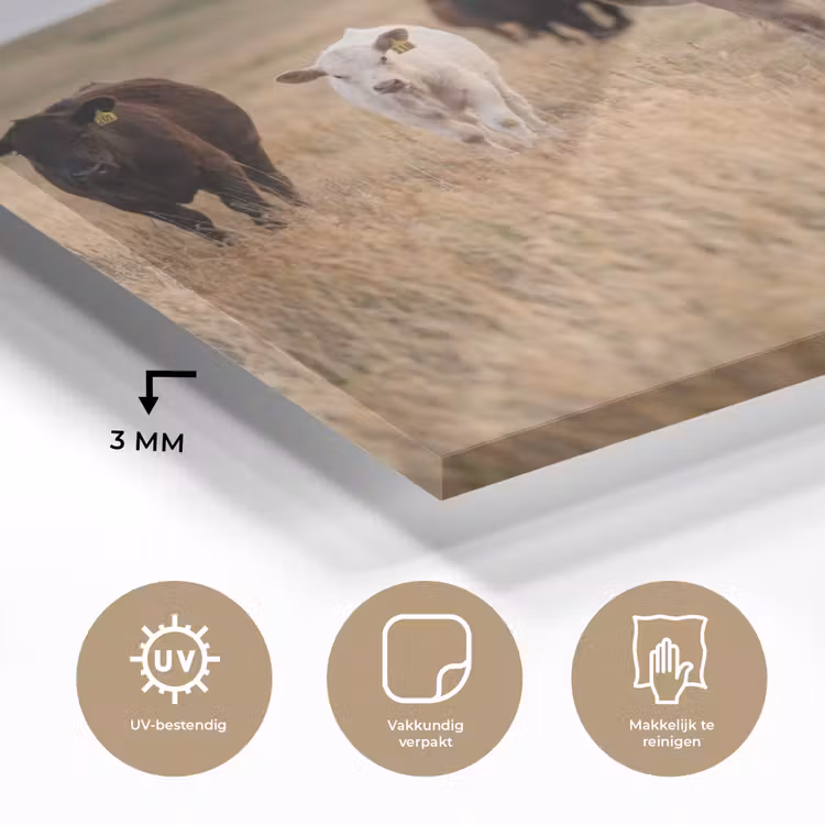 Runderen - Kudde - Landschap - Weide - Rustig plexiglas 5mm klein -sfeer2