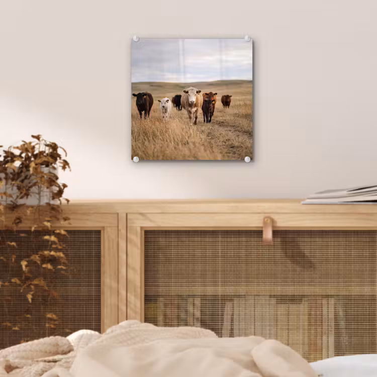 Runderen - Kudde - Landschap - Weide - Rustig plexiglas 5mm klein -sfeer4