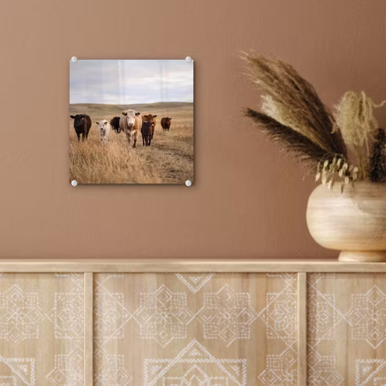 Runderen - Kudde - Landschap - Weide - Rustig plexiglas 5mm klein -sfeer5